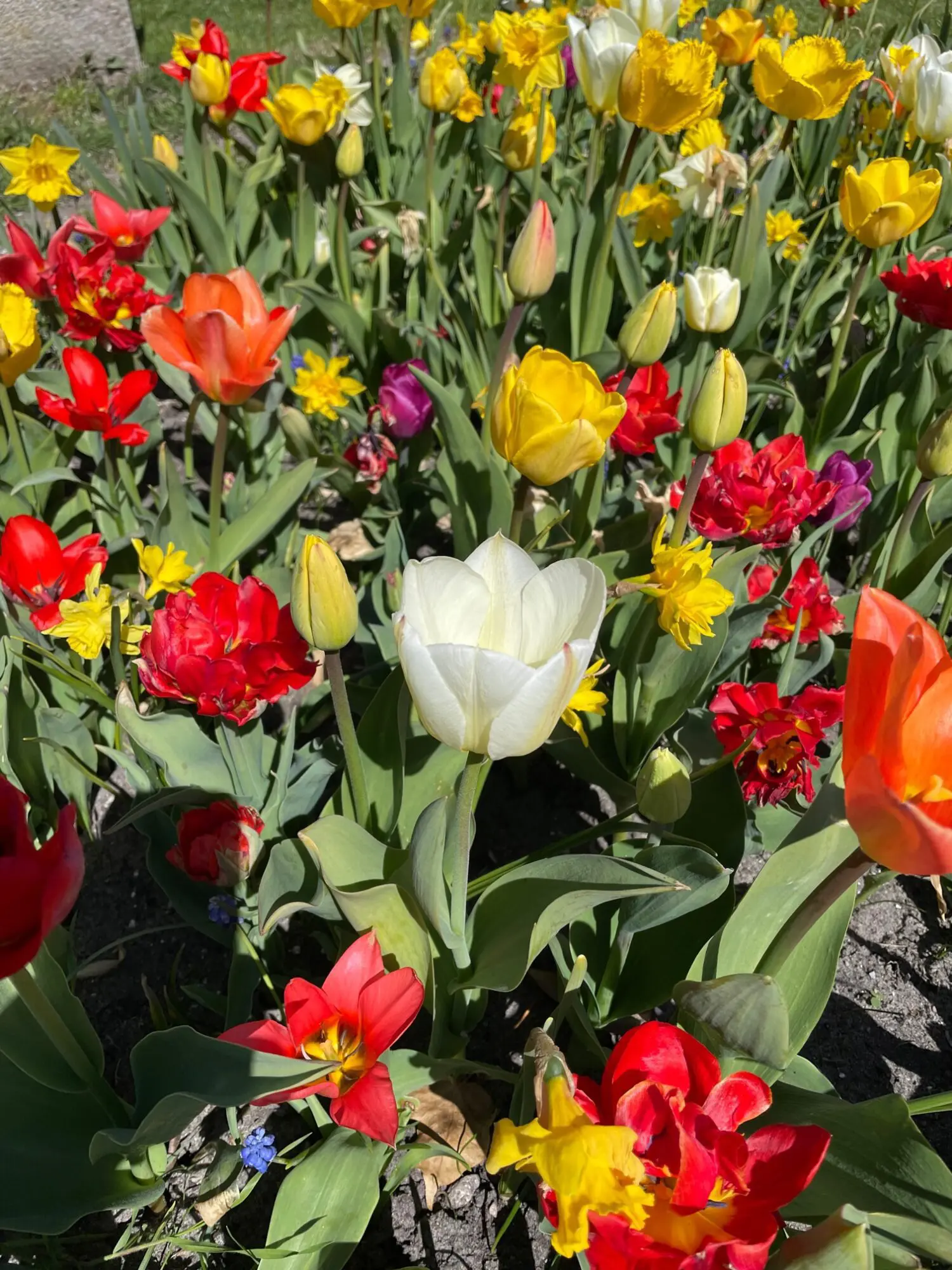 UDSALGSPAKKE: “Mix Surprise” forårsblomster 160 stk. løg 249,- kr. – SPAR MIN 50 %.