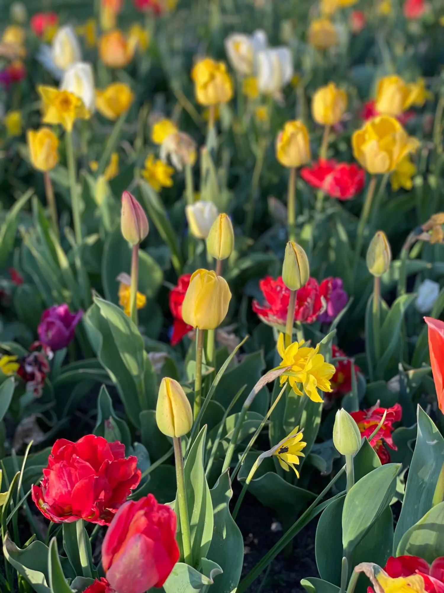 UDSALGSPAKKE: “Mix Surprise” forårsblomster 160 stk. løg 249,- kr. – SPAR MIN 50 %.