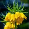 Kejserkrone Gul – Fritillari Lutea, – 35,95 kr v./min. 3 stk. | 29,95 kr kr v./min 10 stk.