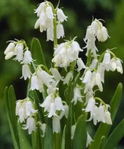 Spansk klokkeskilla Hvid – Hyacinthoides Hispanica 10 stk. 24 kr. | 50 stk. 89,- kr. | 100 stk. 149 kr.