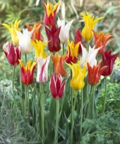 Liljeblomstrende tulipan mix – Tulipanløg 10 stk. 35,- kr. 100 stk. 319,- kr.