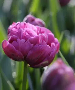 Margarita – Magenta/Violet Dobbelttulipan – Tulipanløg 10 stk. 40,- kr. 100 stk. 359,- kr.