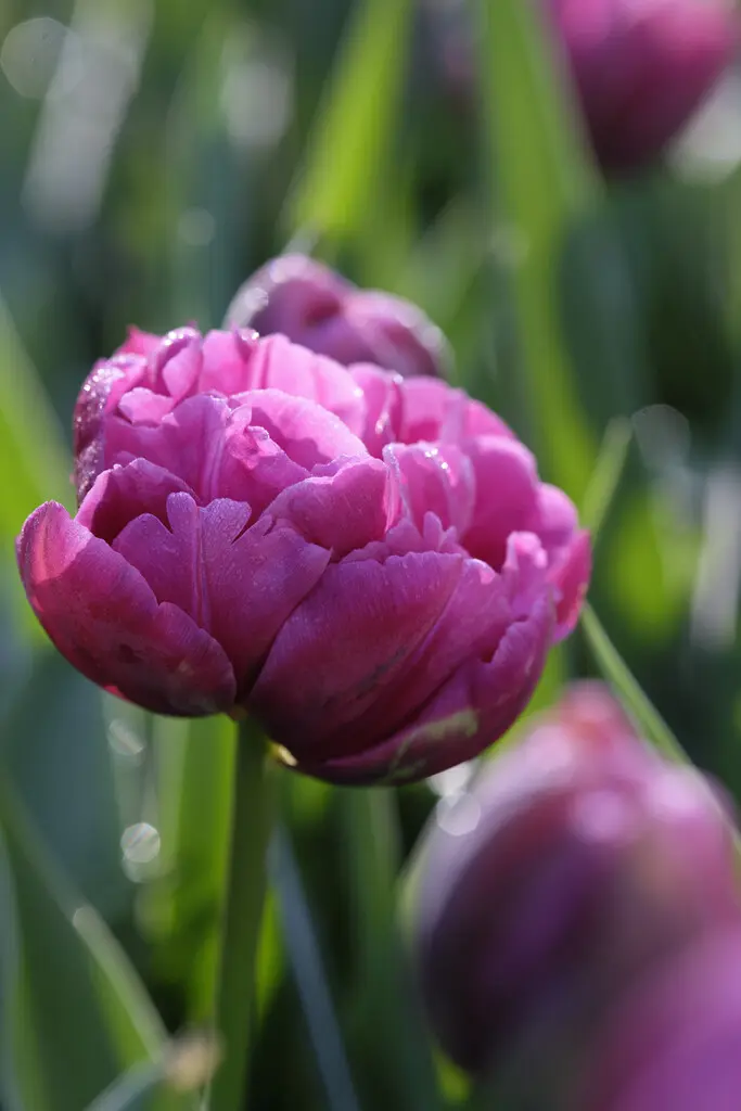 Margarita – Magenta/Violet Dobbelttulipan – Tulipanløg 10 stk. 40,- kr. 100 stk. 359,- kr.