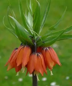 Kejserkrone Orange – Fritillari Imperialis Rubra – 5 stk 100,- kr