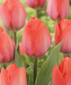 Orange tulipan – Orange Van Eijk tulipanløg 10 stk. 30,- kr. 100 stk. 279,- kr.
