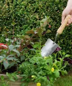 Planteskovl i rustfri stål med håndtag i asketræ 33,5 cm – Kent & Stowe
