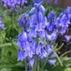 Spansk klokkeskilla Blå – Hyacinthoides Hispanica 10 stk. 24 kr. | 50 stk. 89,- kr. | 100 stk. 149 kr.