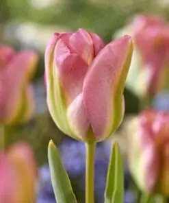 Viridiflora tulipan Groenland Tulipanløg – 10 stk. 40,- kr. 100 stk. 359 kr.