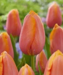 Tulipanløg ‘Dordogne’ (Single Late) – Str. 12+ | Orange-rosa sen tulipan | FRA 5,40 KR