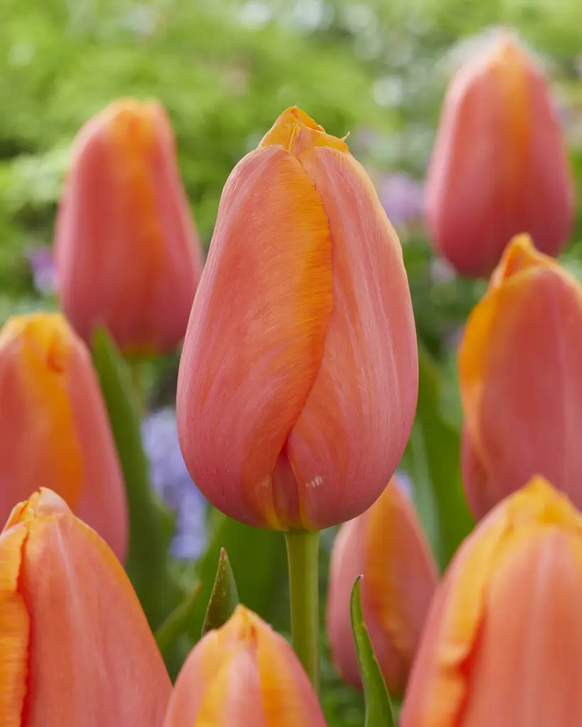 Tulipanløg ‘Dordogne’ (Single Late) – Str. 12+ | Orange-rosa sen tulipan | FRA 5,40 KR