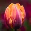 Princess Irene tulipan. Utrolig smuk og stærk triumph tulipan. Orange tulipan med flammende aftegninger. Køb tulipanløg på www.nemhjem.dk storkøb tulipanløg med mængderabat.jpg