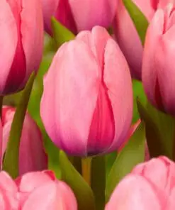 Tulipanløg Darwin Hybrid Pink Impression. Billige tulipanløg købes på www.nemhjem.dk