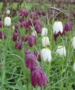 Stor blomsterpakke “Flerårig blomsterglæde” – 264 stk. blomsterløg og -knolde i tilbudspakke.