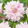 Dahlia Dinnerplate “Cafe Au Lait Twist” – TILBUD 19,- KR