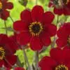 Dahlia “Bishop of Auckland” – Enkeltblomstrende rød dahlia. – TILBUD 19,- KR