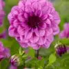 Dahlia – Bluetiful 21,95 kr. v/3 stk 19,95 kr. v/10 stk.