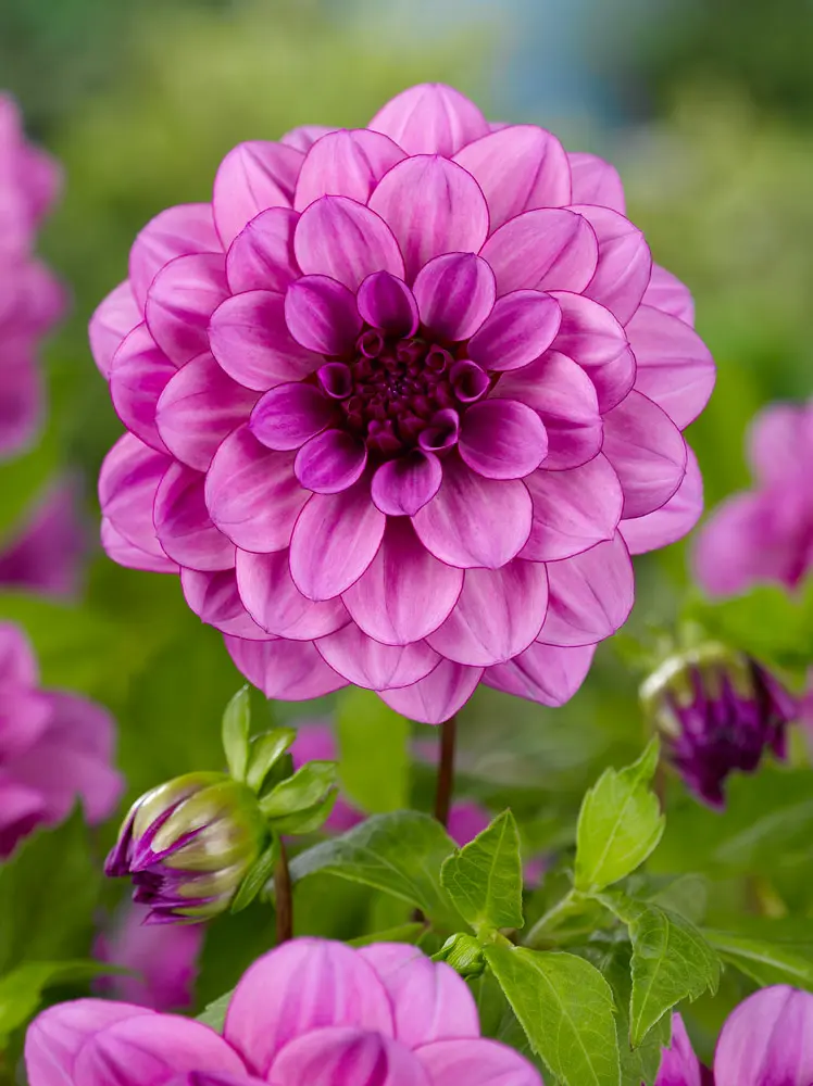 Dahlia – Bluetiful 21,95 kr. v/3 stk 19,95 kr. v/10 stk.