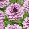 Dahlia “Creme De Cassis”. 24,95 kr. v/3 stk 22,95 kr. v/10 stk
