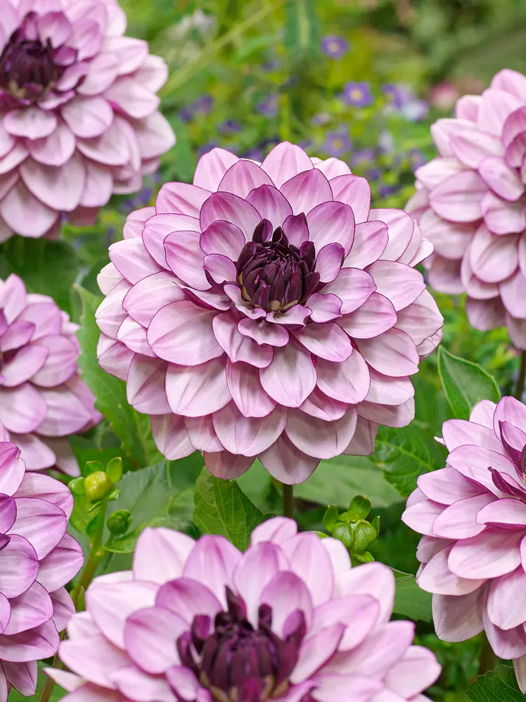 Dahlia “Creme De Cassis”. 24,95 kr. v/3 stk 22,95 kr. v/10 stk