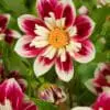 Dahlia “Fashion Monger” – Collerette Dahlia. 24,95 kr. v/3 stk 22,95 kr. v/10 stk