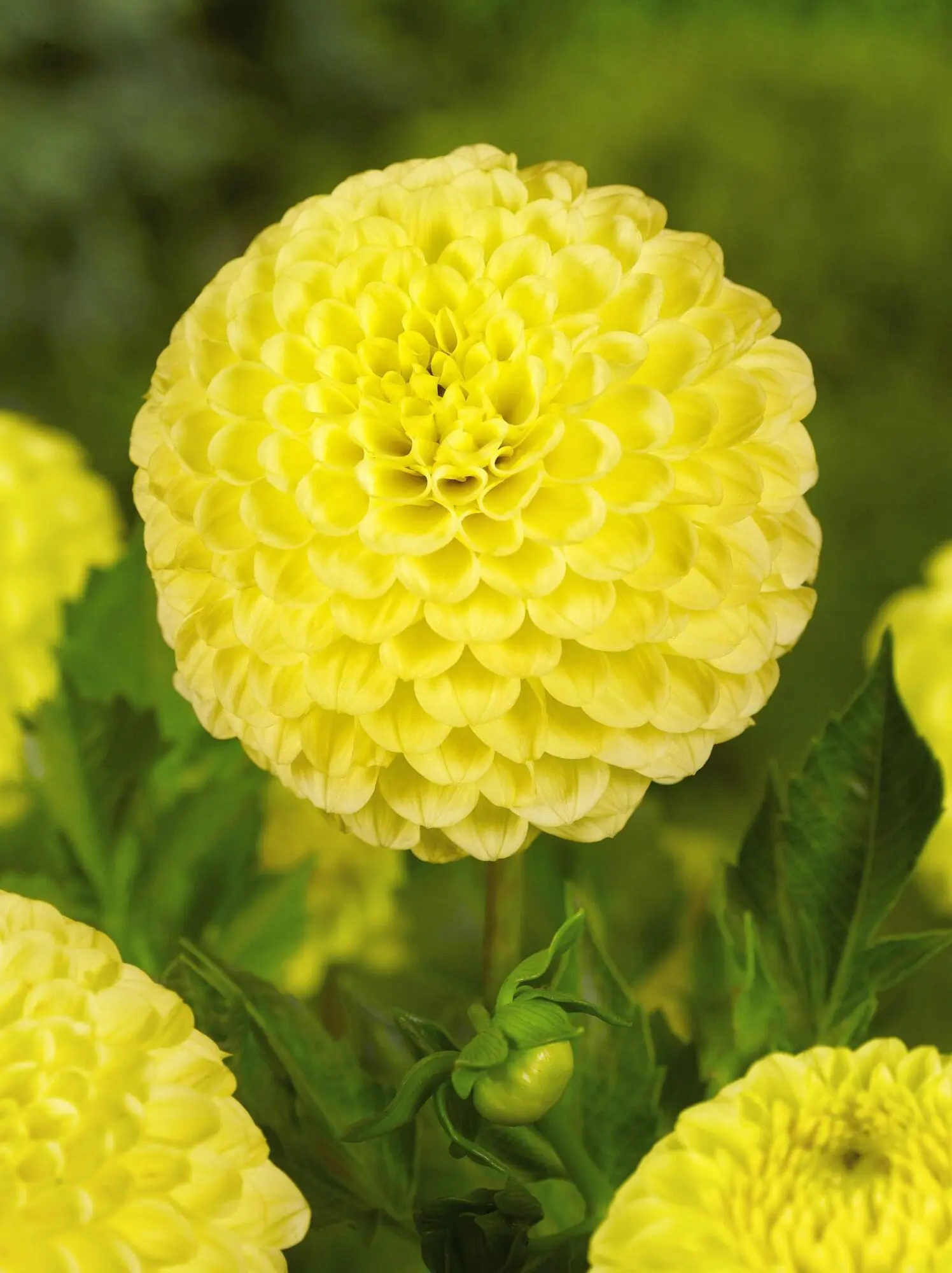 Pompon Dahlia “Golden Torch” – Gul pompon dahlia – 21,95 kr. v/3 stk 19,95 kr. v/10 stk.