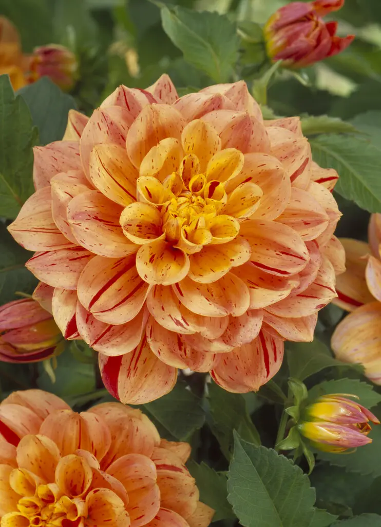 Dahlia “Nonette” Laksefarvet / orange. 24,95 kr. v/3 stk 22,95 kr. v/10 stk