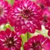 Dahlia “Smiling Don” – Virkelig fin Rød/Hvid Dahlia – TILBUD 19,- KR
