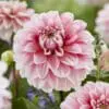 Dahlia “Strawberry Cream”. Farver som jordbær med fløde.