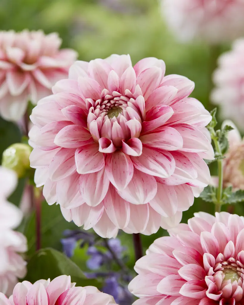 Dahlia “Strawberry Cream”. Farver som jordbær med fløde.