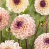 Dahlia “Wine Eyed Jill”. 24,95 kr. v/3 stk 22,95 kr. v/10 stk