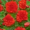 Knoldbegonia Dobbelt Orange – 8,95 ved 3 stk. 7,95 ved 10 stk.