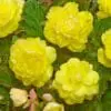 Knoldbegonia Dobbelt Gul – 8,95 ved 3 stk. 7,95 ved 10 stk.