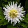 Dahlia “My Love” – Hvid semi kaktus dahlia.