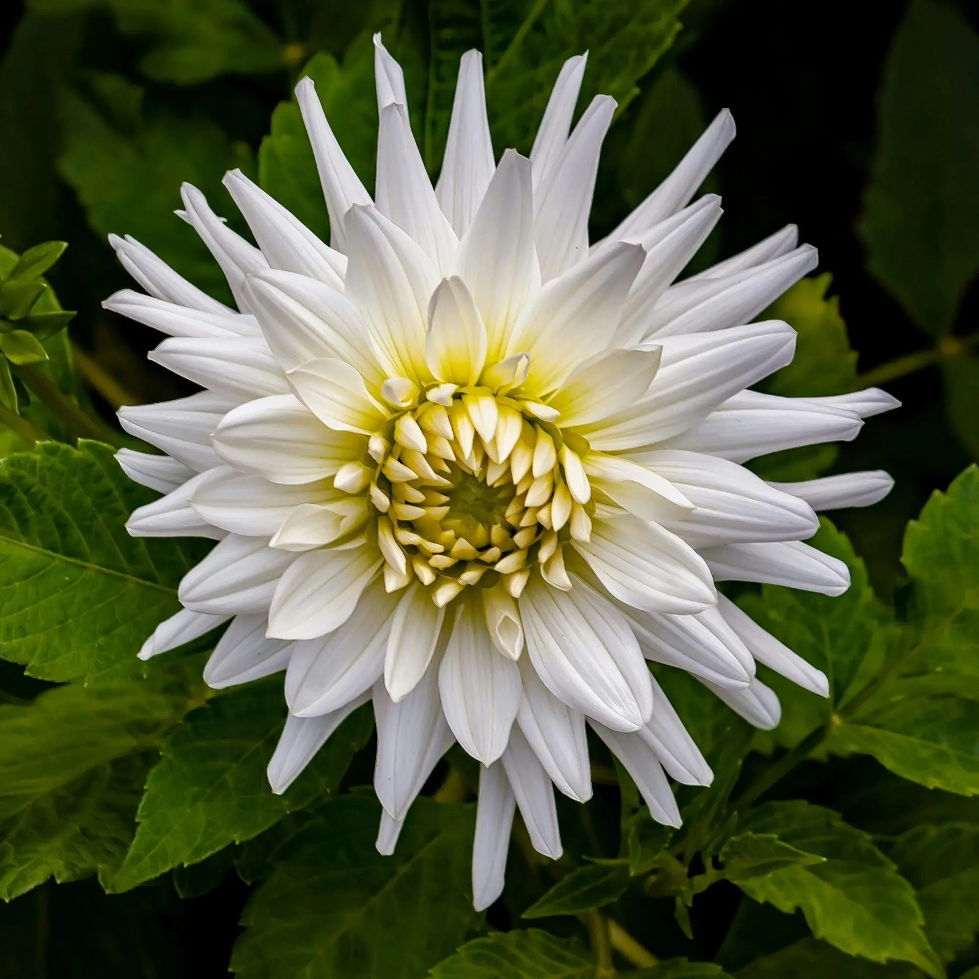 Dahlia “My Love” – Hvid semi kaktus dahlia.