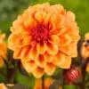 Dahlia “David Howard”. Flot orange dahlia. 24,95 kr. v/3 stk 22,95 kr. v/10 stk