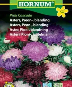 Pæon Asters – Blanding – Blomsterfrø – Farverig og meget holdbar snitblomst
