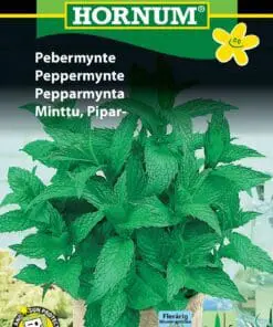 Pebermynte frø – Krydderurtefrø – Flerårig