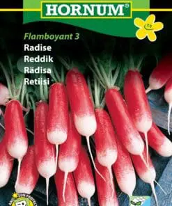 Radiser – “Flamboyant” Hurtigtvoksende aflang radise med mild smag – Radise frø – Grøntsagsfrø