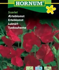 Ærteblomst Rød “Scarlet” – Blomsterfrø