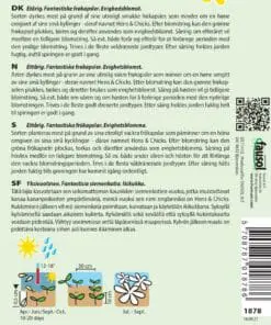 Valmue blanding “Hens and Chicks” – Blomsterstand som evighedsblomst – Blomsterfrø