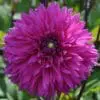 Dahlia “Cornwall Island” – Lilla Fimbriata dahlia.