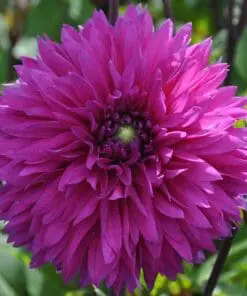 Dahlia “Cornwall Island” – Lilla Fimbriata dahlia.