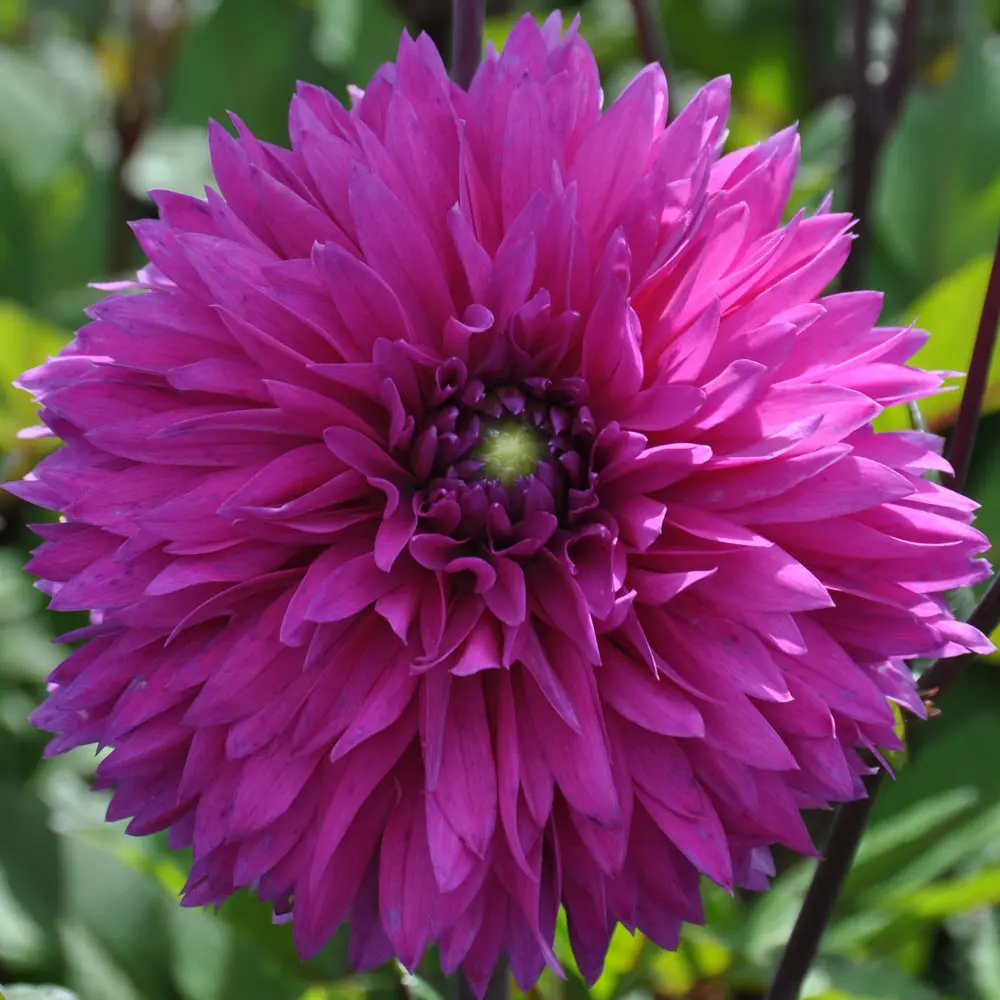 Dahlia “Cornwall Island” – Lilla Fimbriata dahlia.