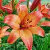 Orange/Pink Lilje “Royal Sunset” Store smukke liljer – Liljeløg FRA 8,95 KR.