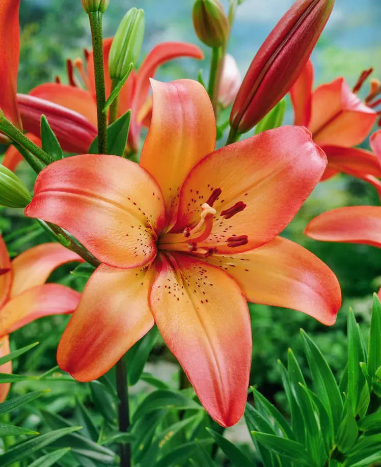 Orange/Pink Lilje “Royal Sunset” Store smukke liljer – Liljeløg FRA 8,95 KR.