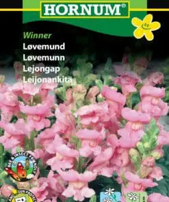 Løvemund Winner – Blomsterfrø