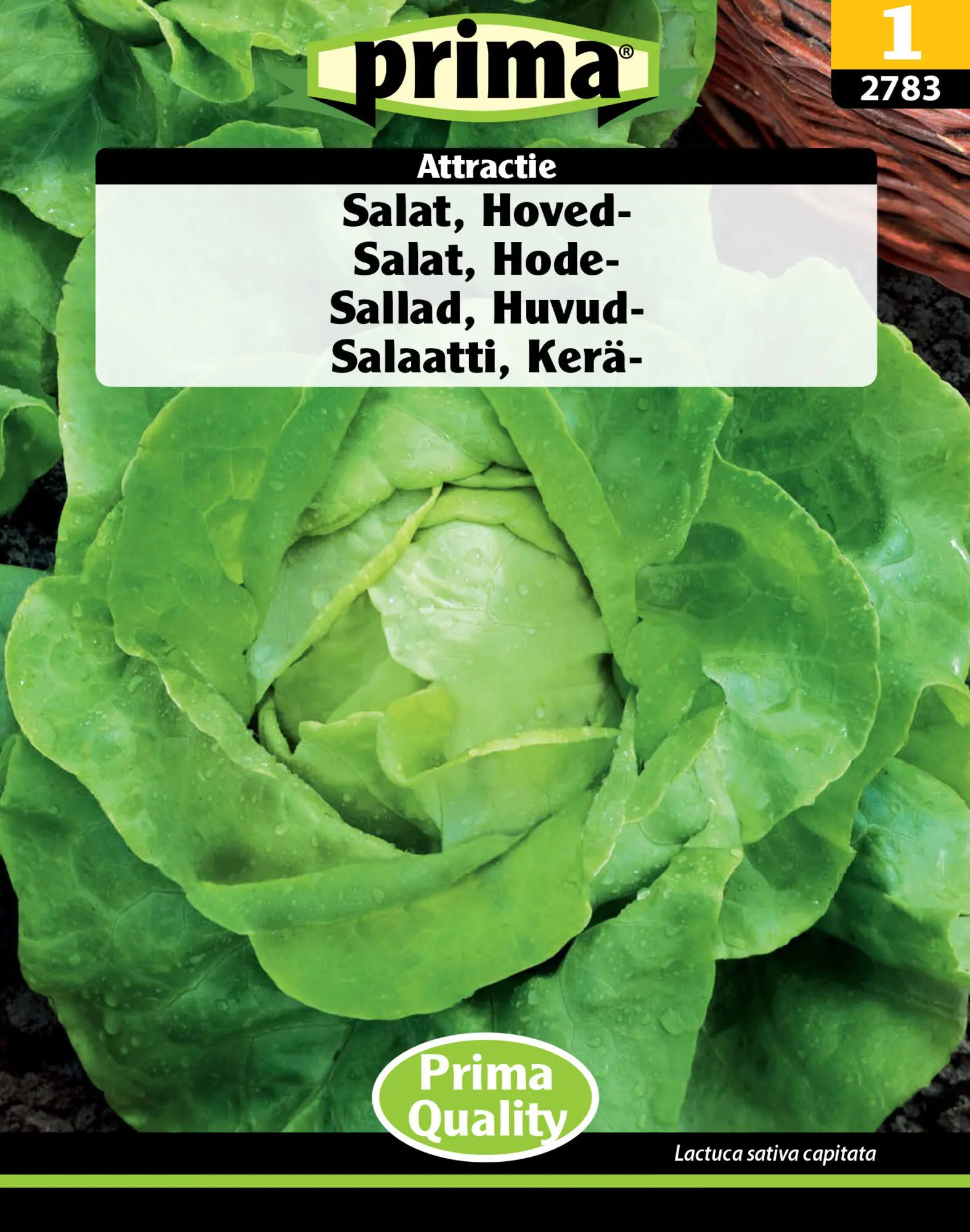 Salatfrø – Hovedsalat “Attractie” – Tidlig sommersalat – Grøntsagsfrø