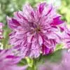 Dahlia “Taiheoyo” – Dinnerplate Dahlia – TILBUD 19,- KR