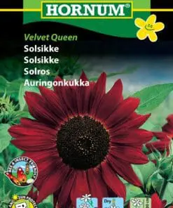 Solsikke frø – Rubinrød solsikke “Velvet Queen” – Solsikkefrø / Blomsterfrø