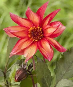 Dahlia “Waltzing Mathilda” Pæonblomstrende Dahlia.